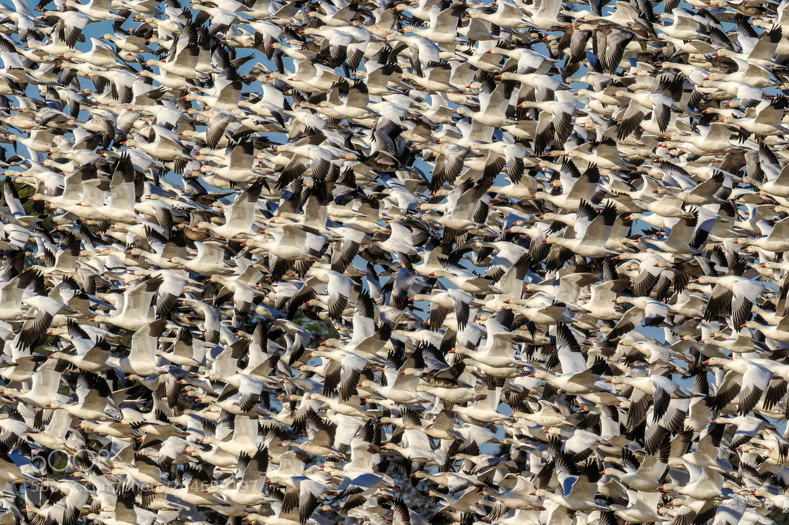 Canon EOS 7D Mark II sample photo. Snow geese wall photography