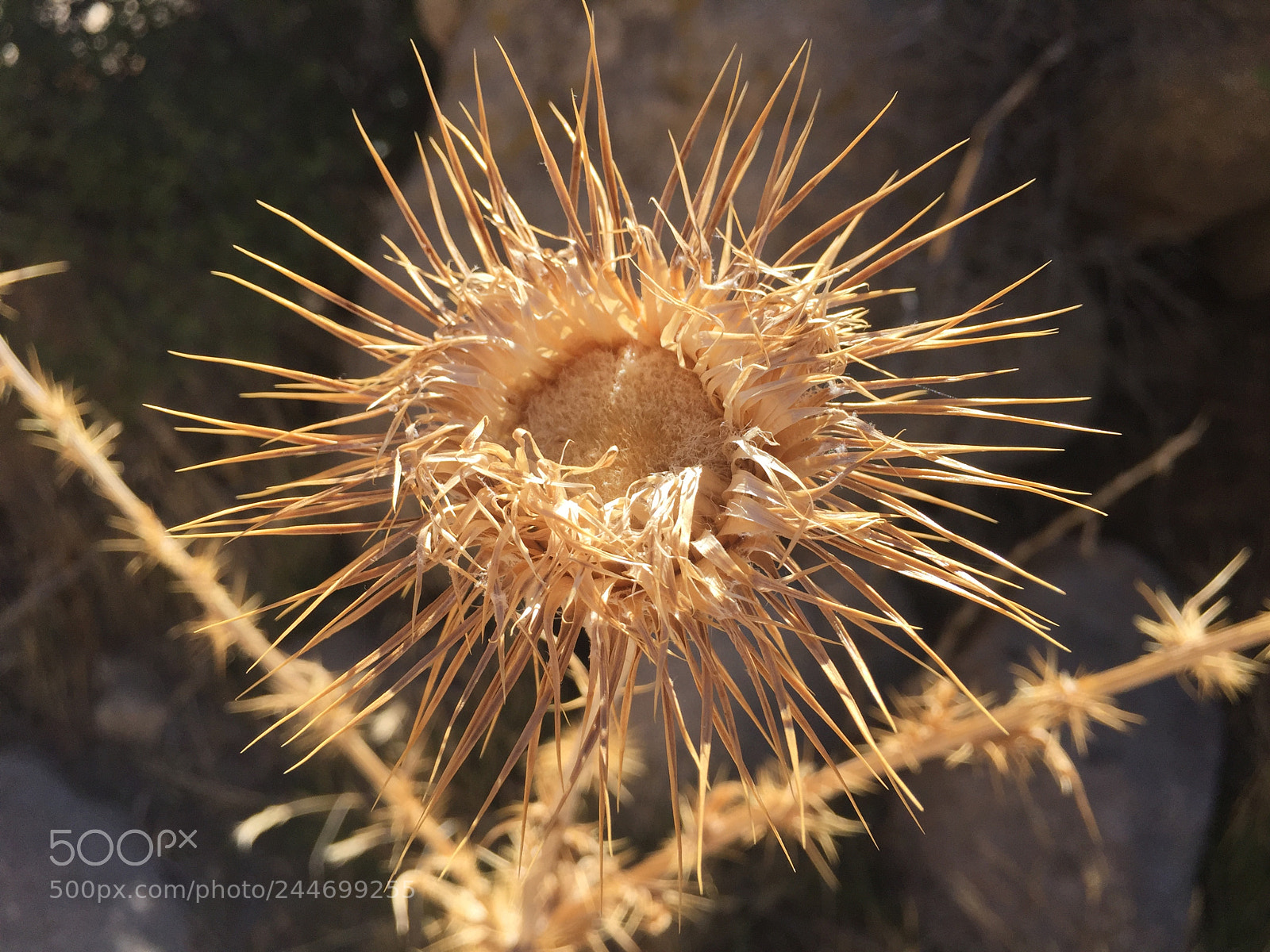 Apple iPhone 6 sample photo. Dry flower photography