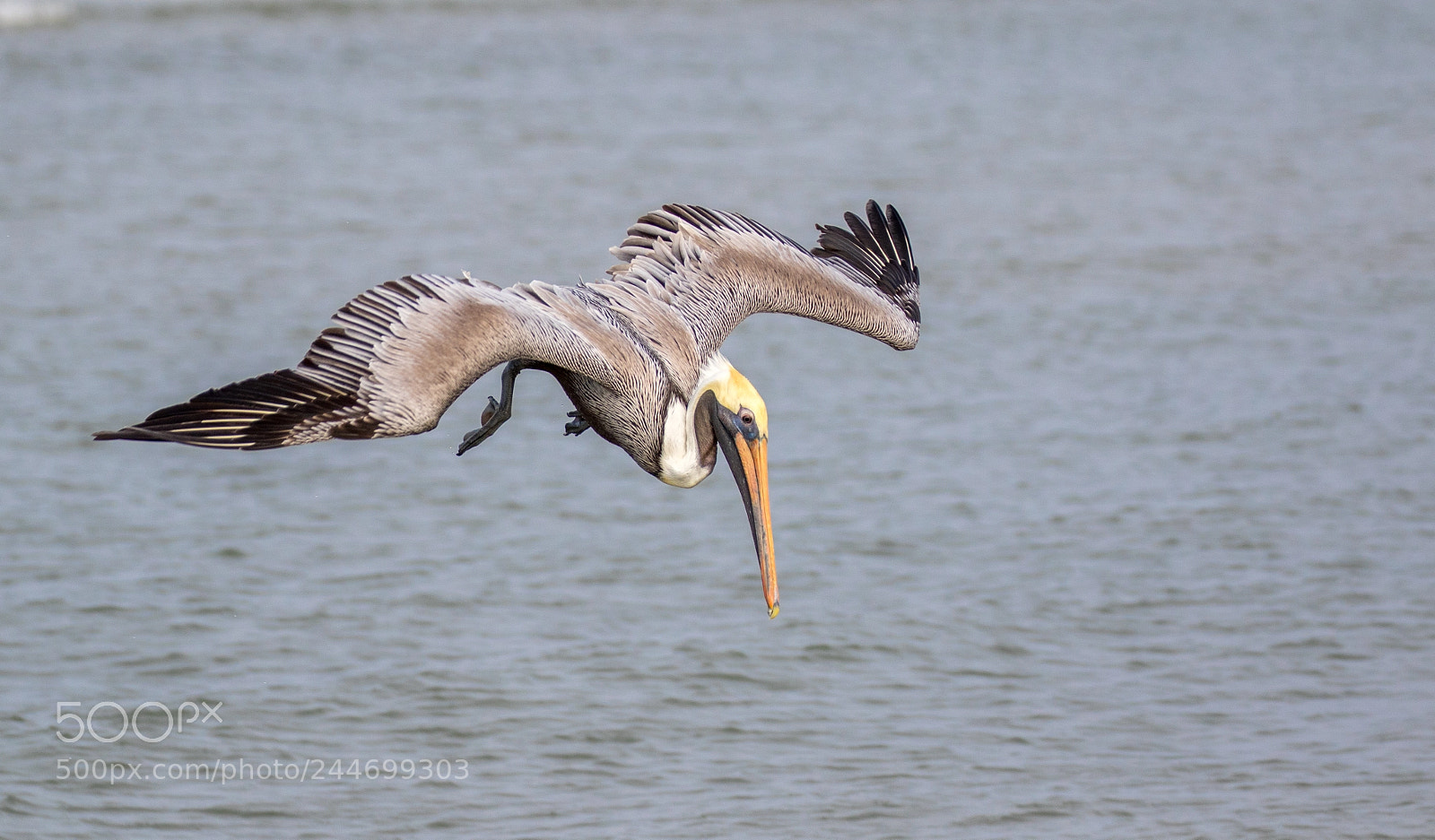 Canon EOS 7D Mark II sample photo. Pelican is looking for photography