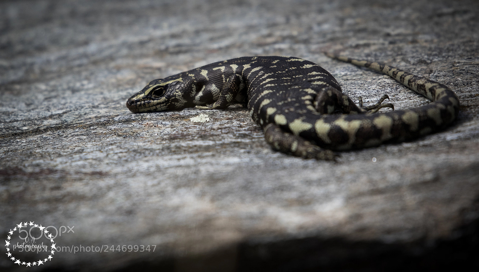 Canon EOS 7D Mark II sample photo. Otago skink, basking photography