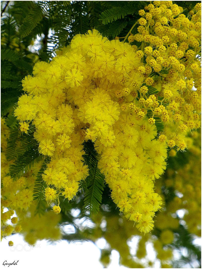 Canon PowerShot SX20 IS sample photo. Mimosa 2018 photography