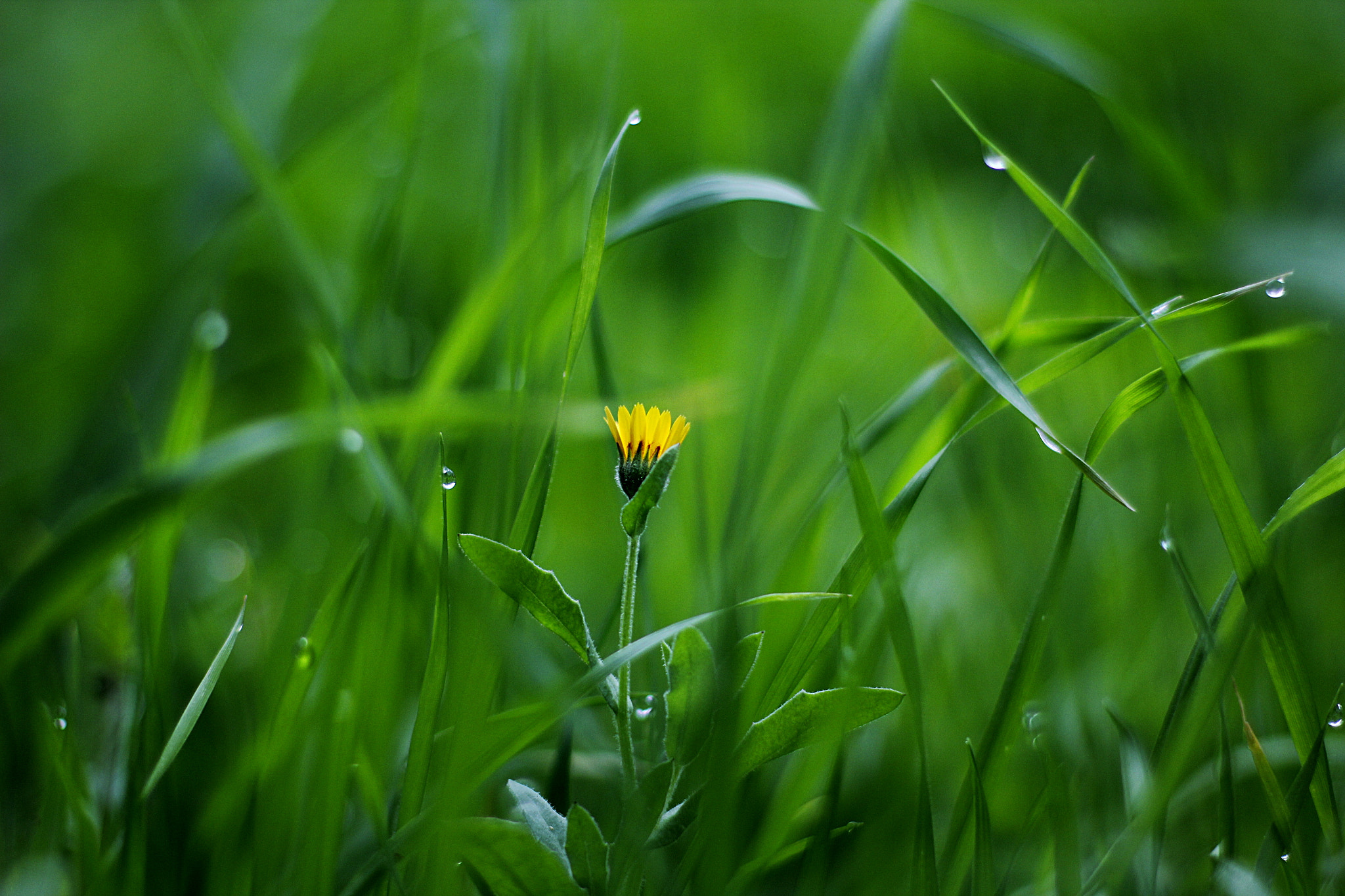 Canon EOS 60D + Canon EF 50mm F1.4 USM sample photo. Little beauty... photography