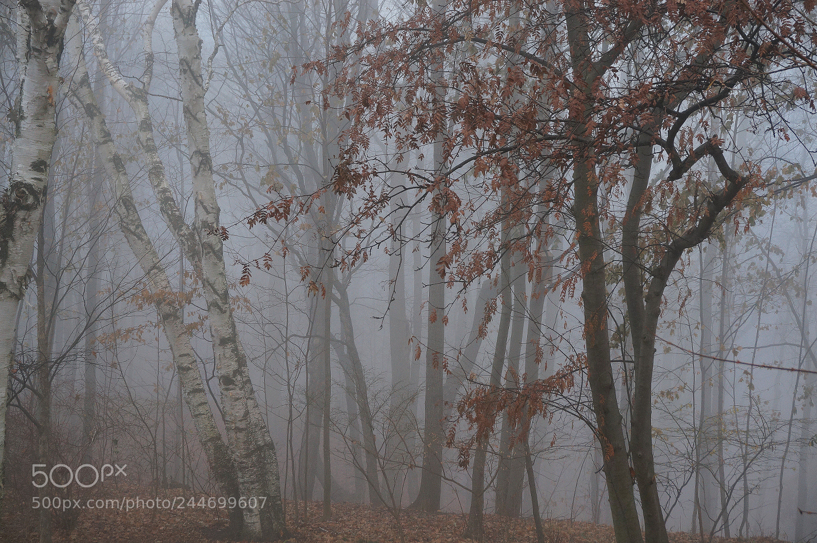 Sony Alpha NEX-6 sample photo. Fog 4 photography