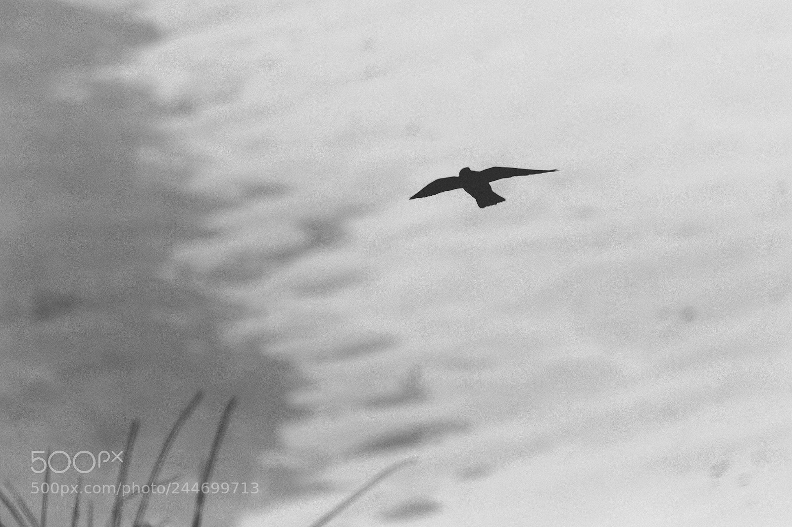 Canon EOS 7D Mark II sample photo. Peregrine photography
