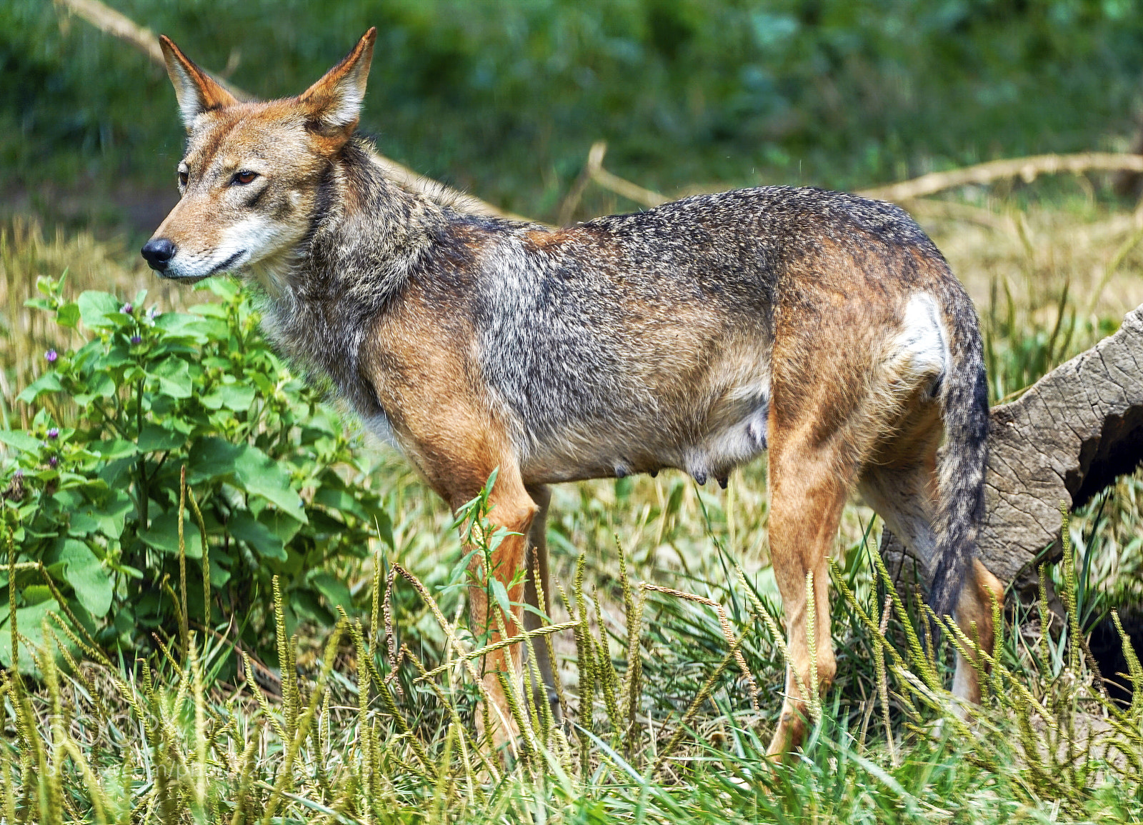 Sony a9 sample photo. Red wolf photography
