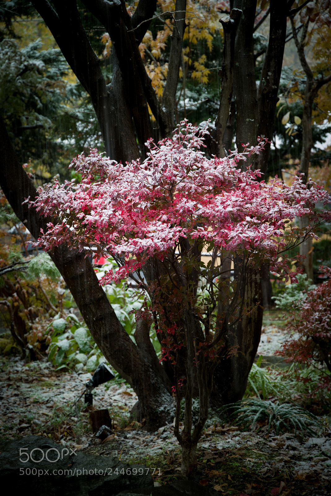 Pentax K-1 sample photo. Japanese garden of snow photography