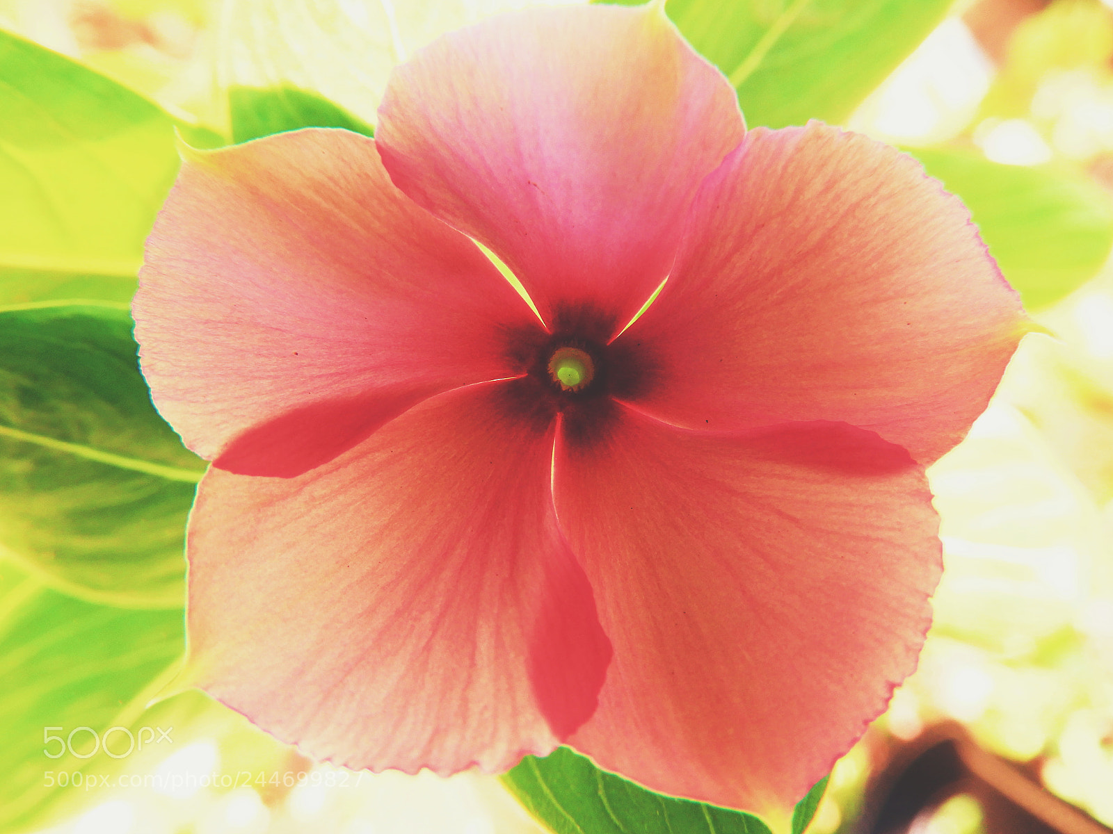 Nikon Coolpix B700 sample photo. Flower petal photography