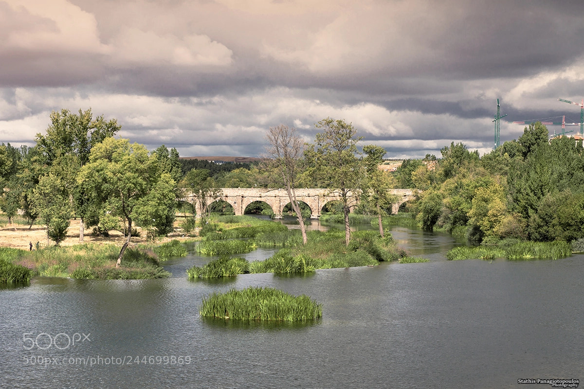 Sony SLT-A77 sample photo. Bridge photography