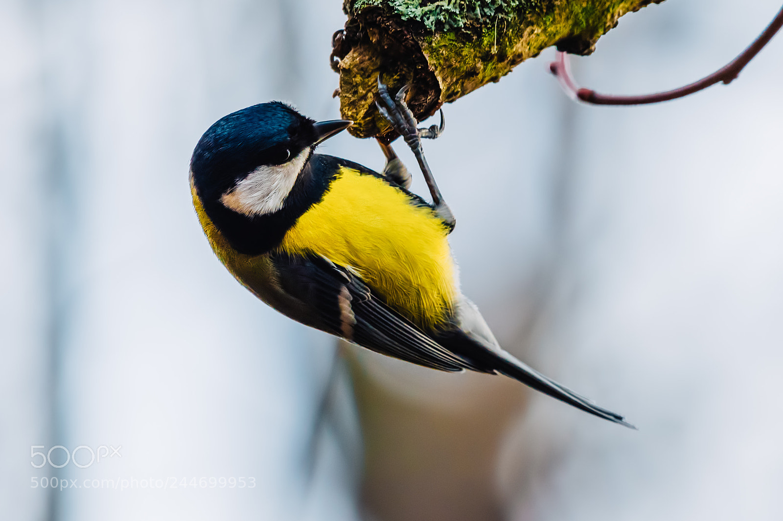 Nikon D500 sample photo. Yellow bird great tit photography