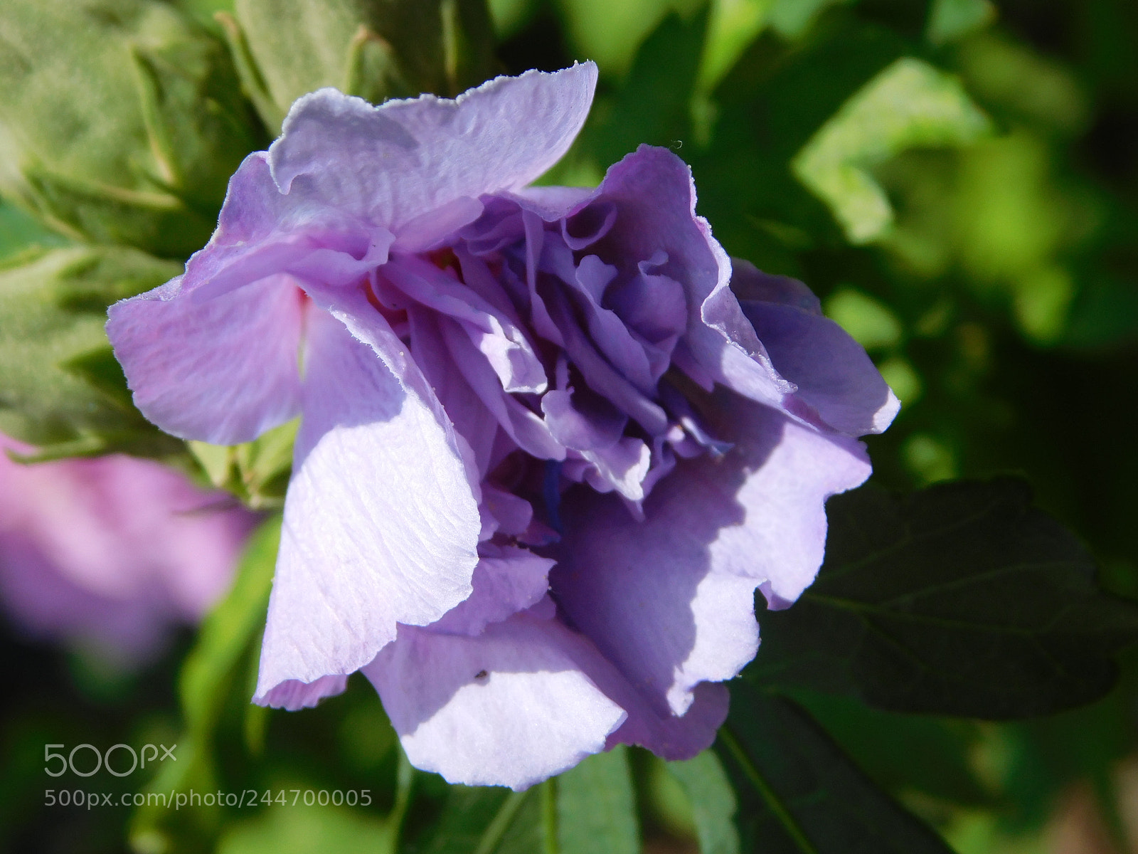 Nikon Coolpix L840 sample photo. Flower photography