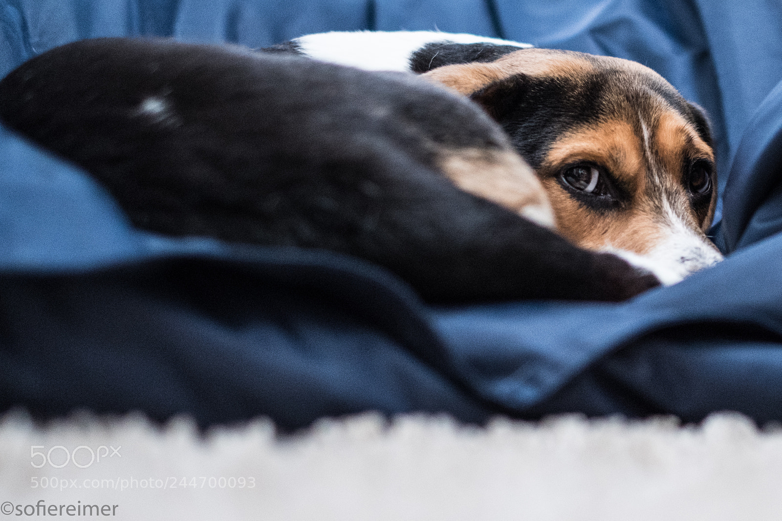 Fujifilm X-T2 sample photo. Dog are you looking photography