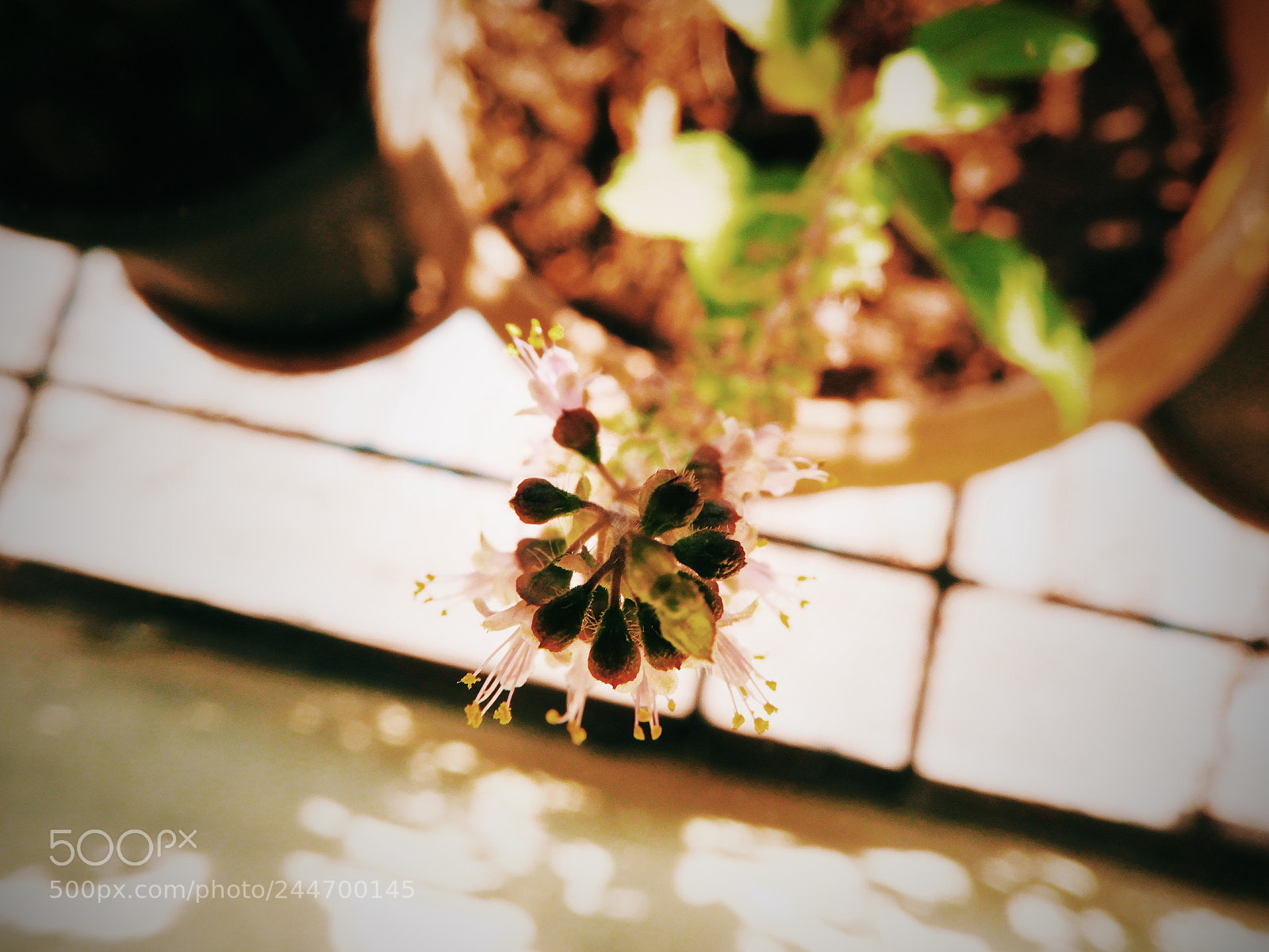Nikon Coolpix B700 sample photo. Basil flower photography