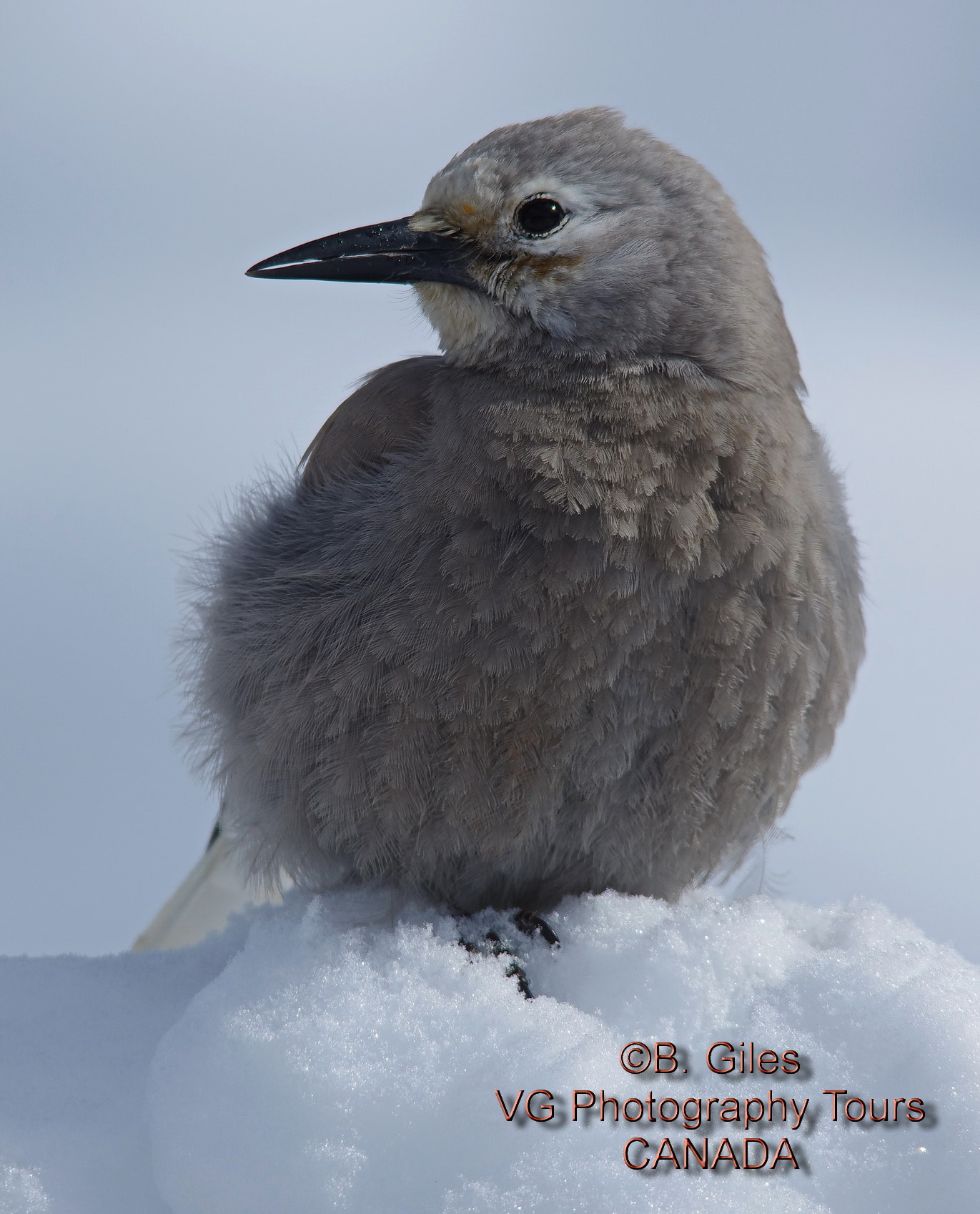 Pentax K-5 IIs + Sigma 150-500mm F5-6.3 DG OS HSM sample photo. Clark's nutcracker photography