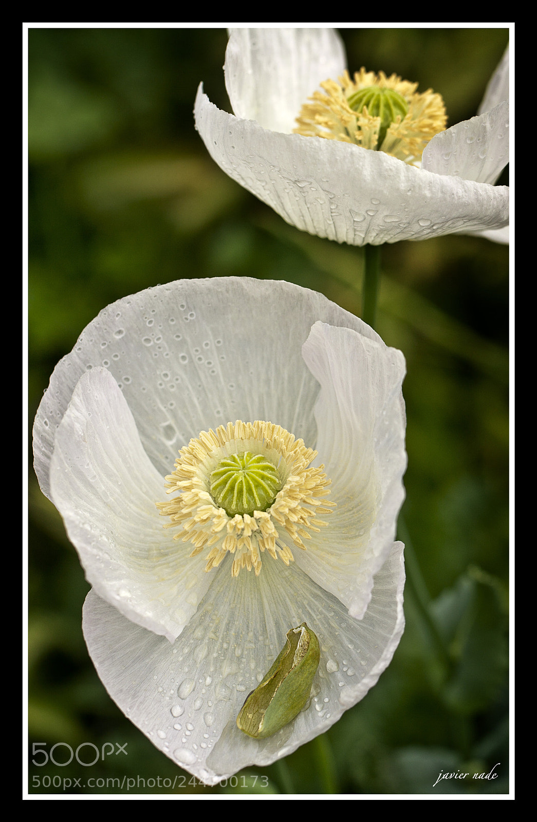 Canon EOS 20D sample photo. Amapolas primavera en madrid photography