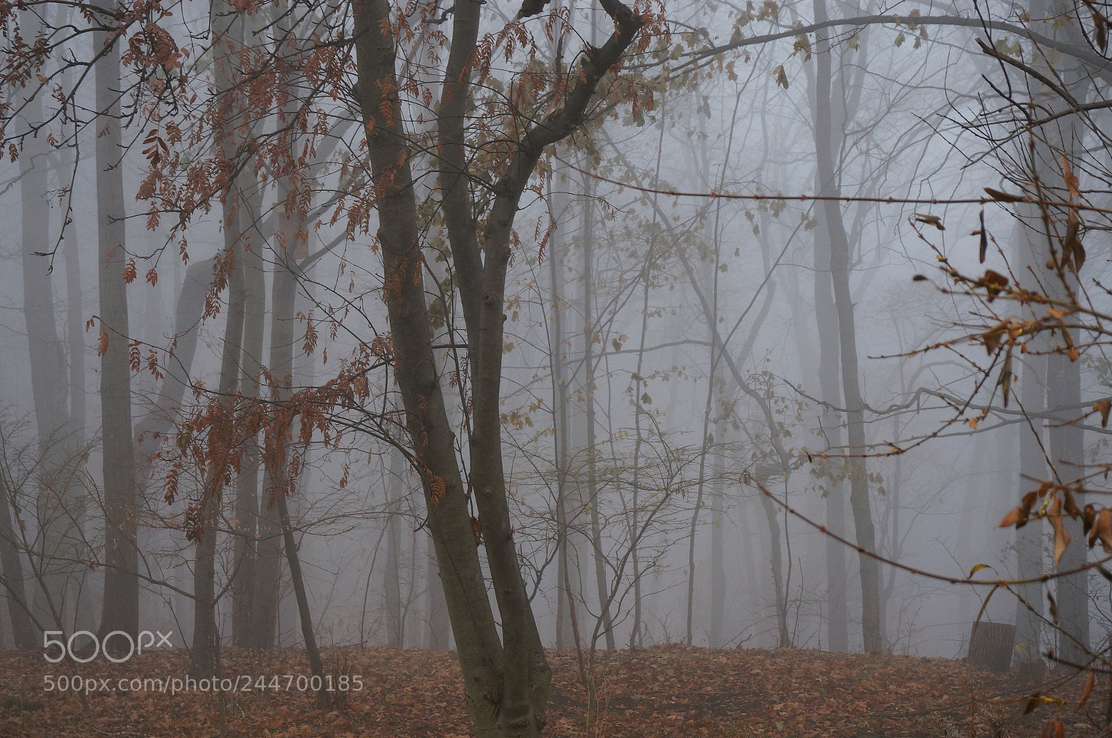 Sony Alpha NEX-6 sample photo. Fog 5 photography