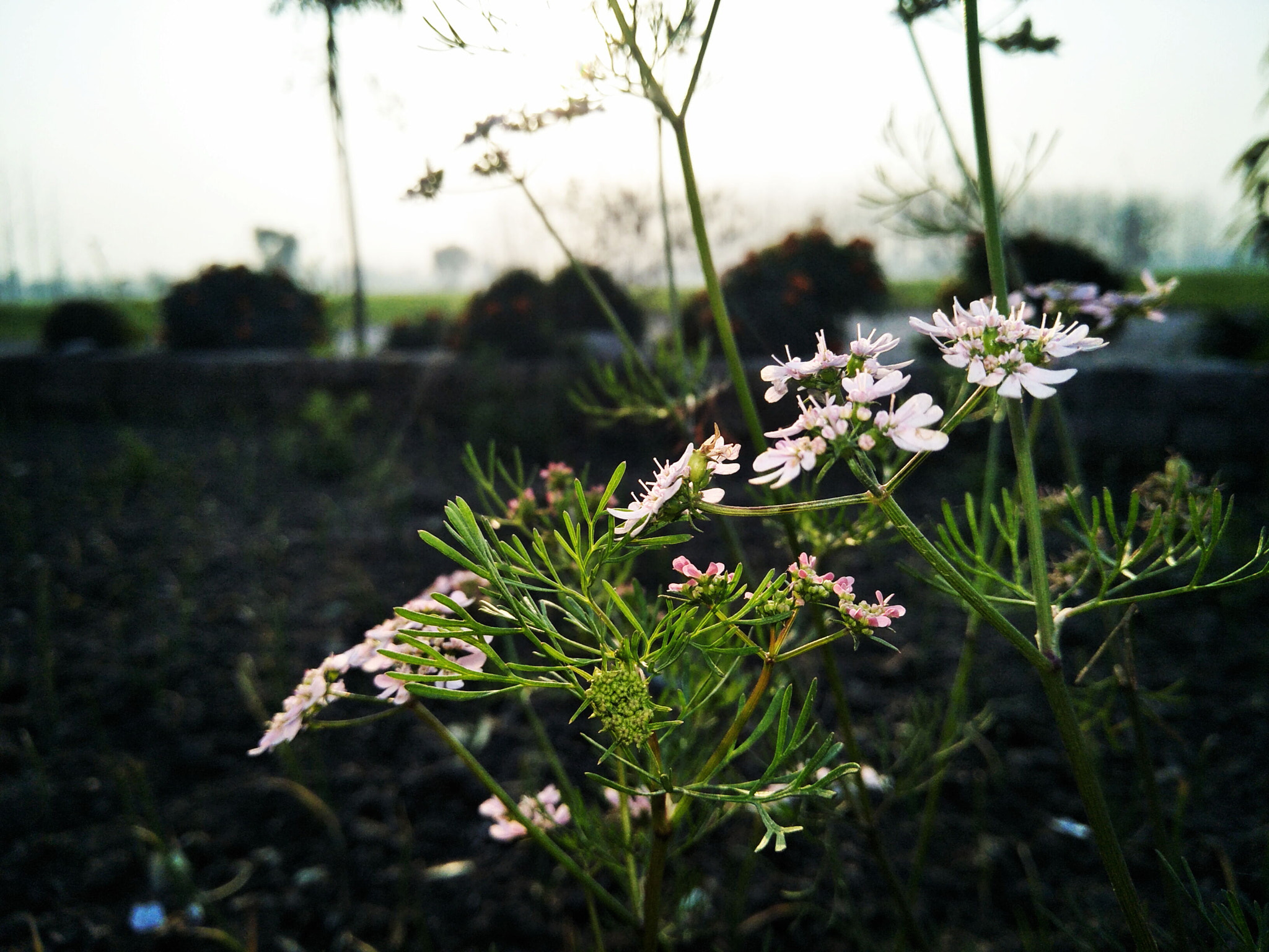 OPPO CPH1701 sample photo