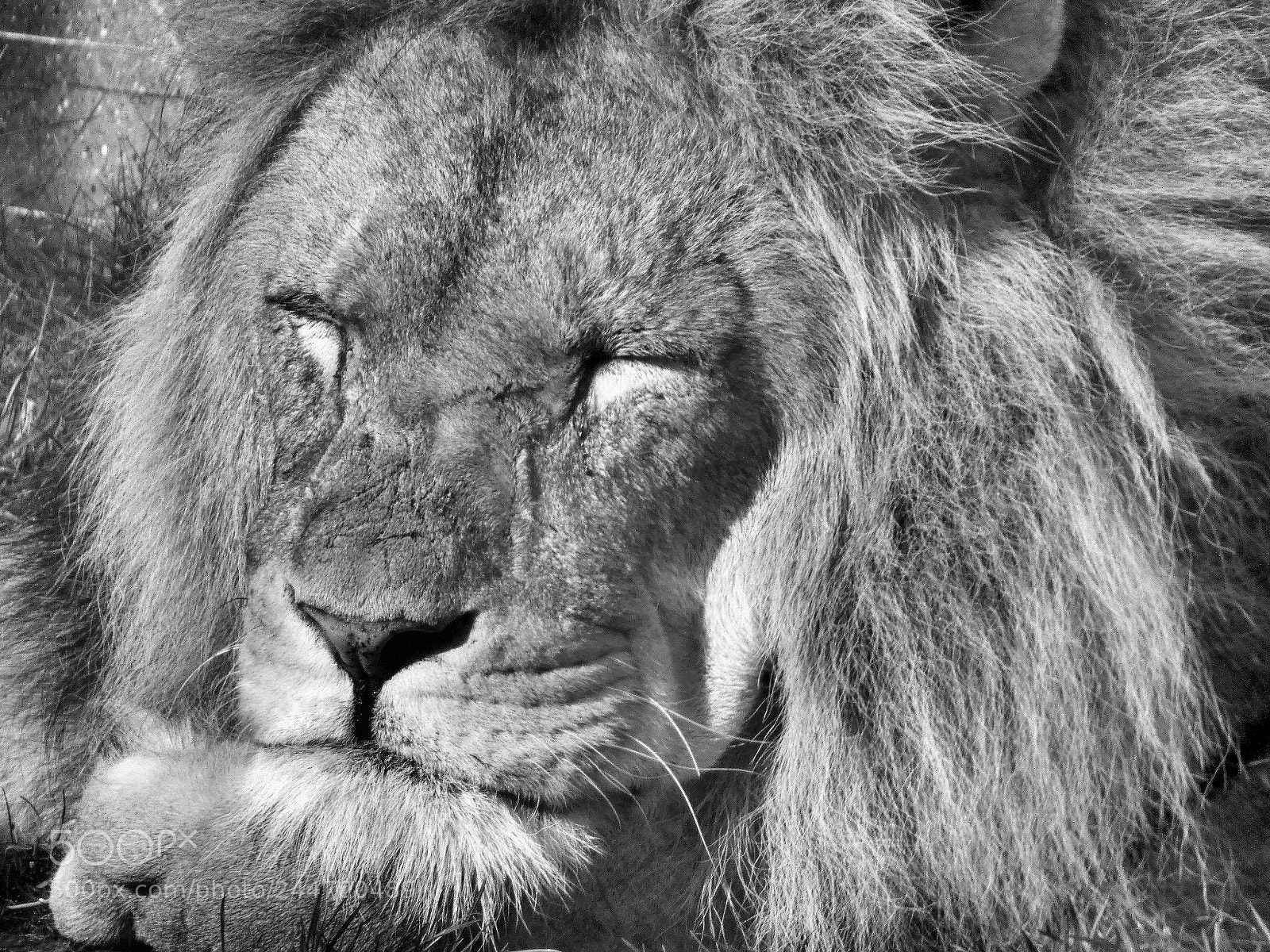 Panasonic Lumix DC-FZ80 (Lumix DC-FZ82) sample photo. Sleeping lion in black photography