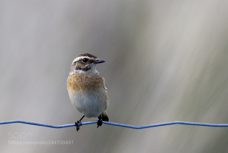 Canon EOS-1D X sample photo. Whinchat photography