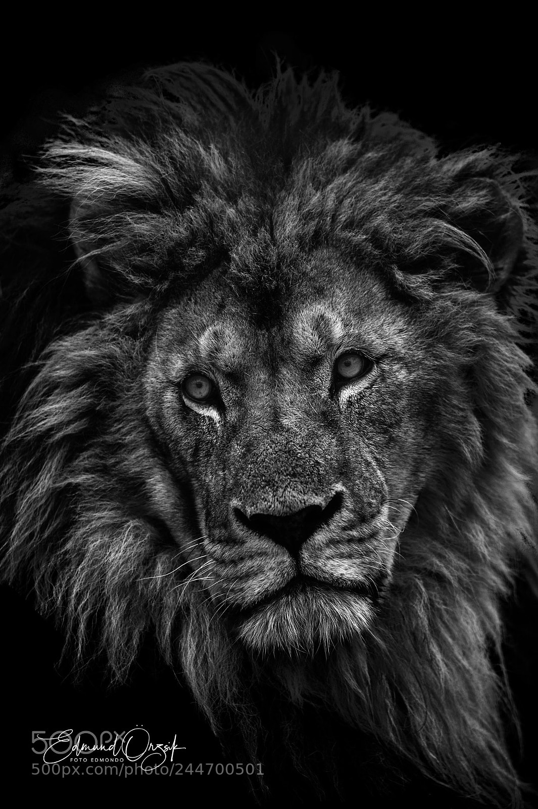 Nikon D4 sample photo. Lion portrait photography