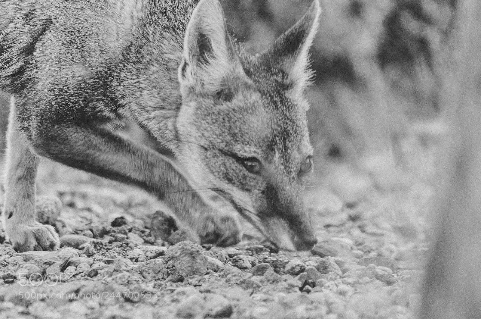 Nikon D5100 sample photo. Lycalopex griseus stalking photography