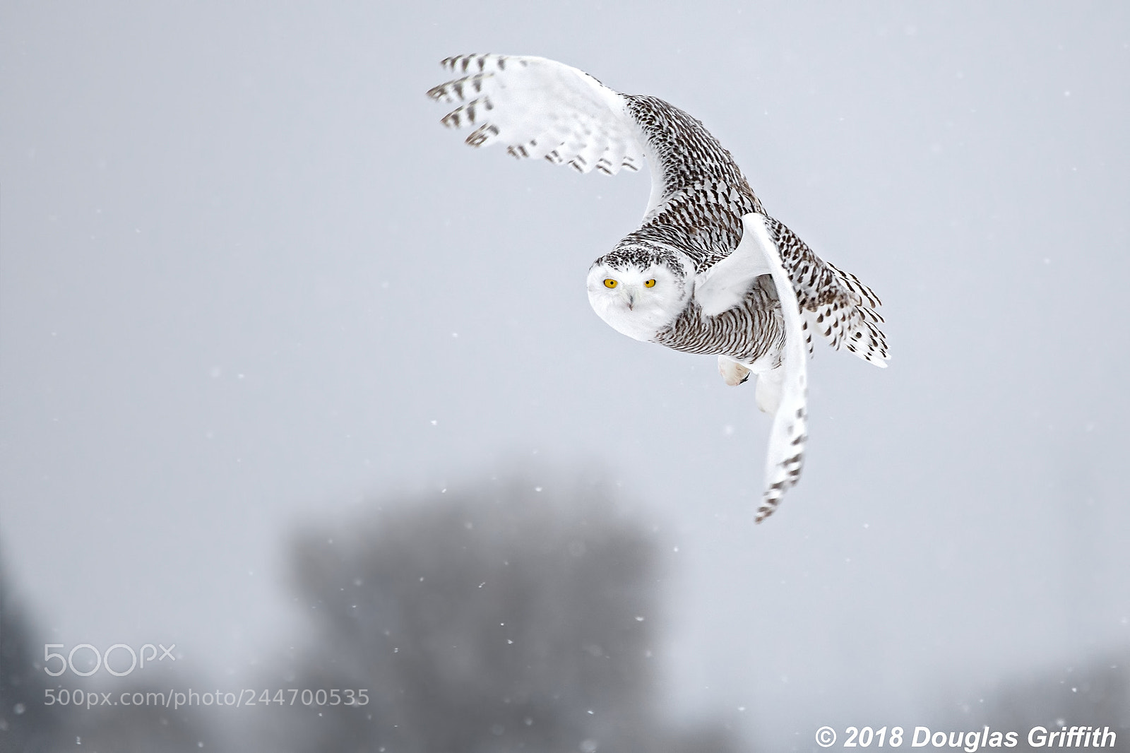 Nikon D500 sample photo. Agile female snowy owl photography