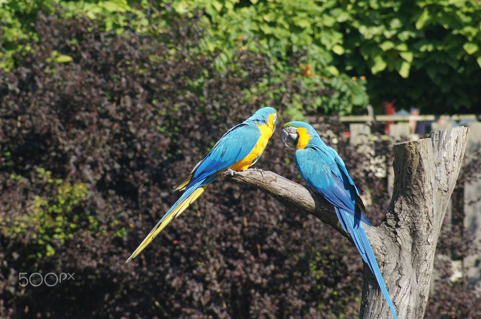 Sony SLT-A55 (SLT-A55V) + Sony 75-300mm F4.5-5.6 sample photo. Parrots during the free flight show photography