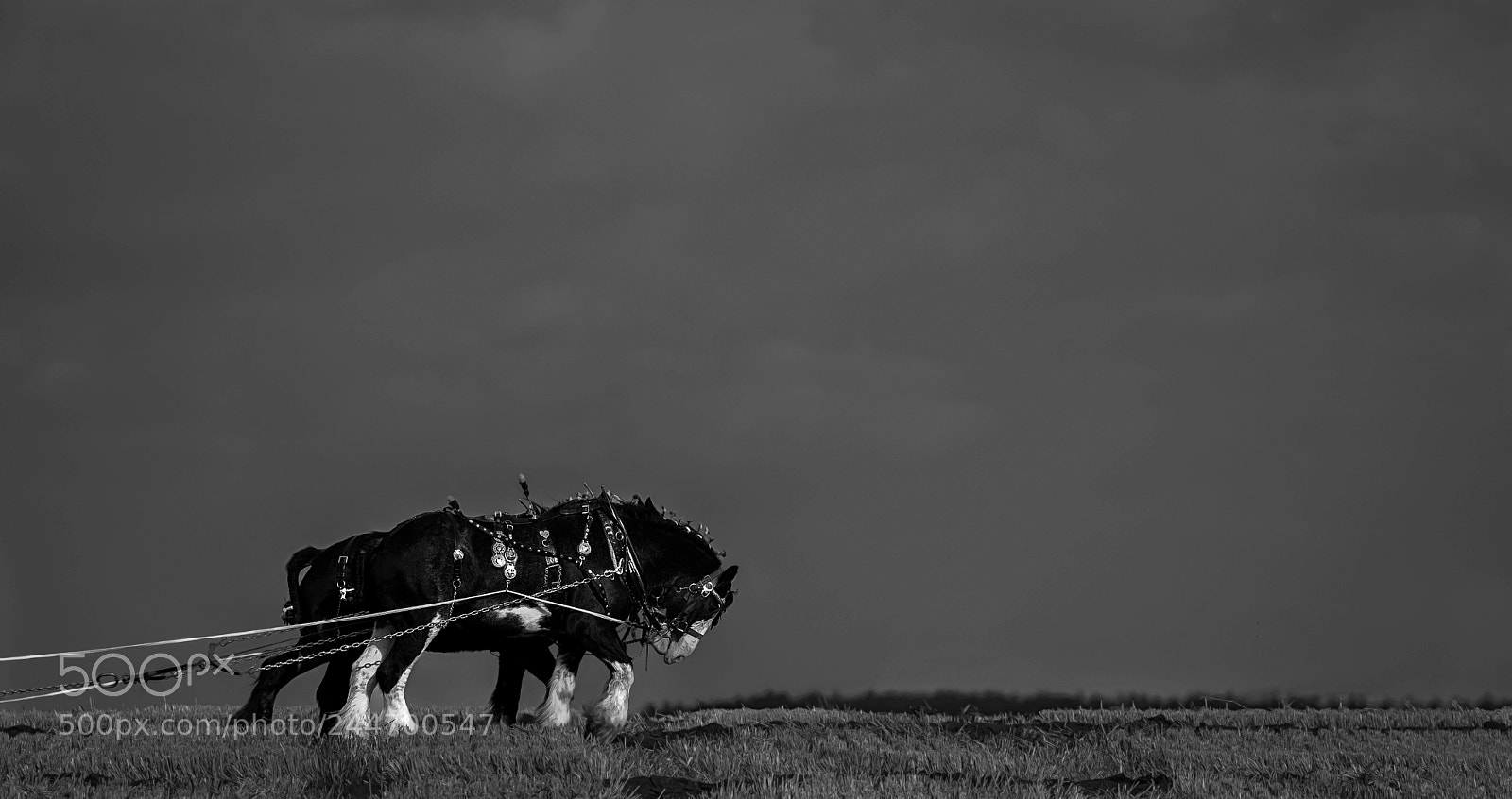 Nikon D7200 sample photo. Ploughing match photography