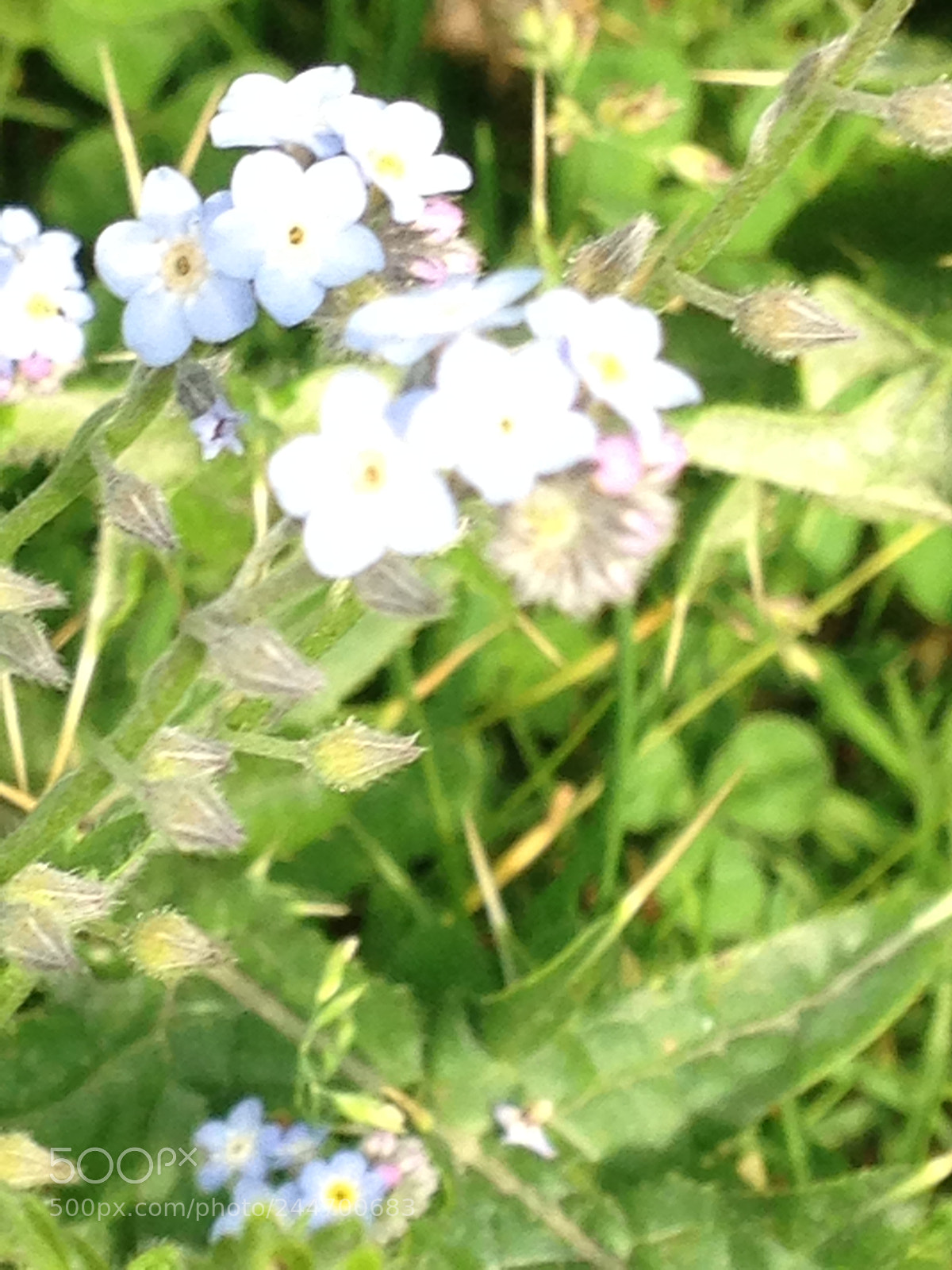 Apple iPhone 5 sample photo. Roadside photography