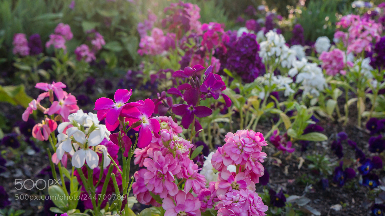 Sony Alpha NEX-7 sample photo. Untitled photography