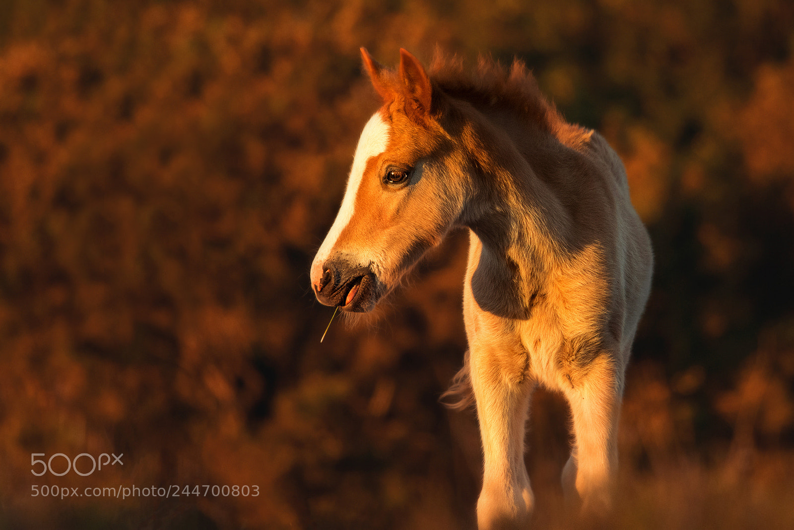 Nikon D7200 sample photo. New forest foal photography