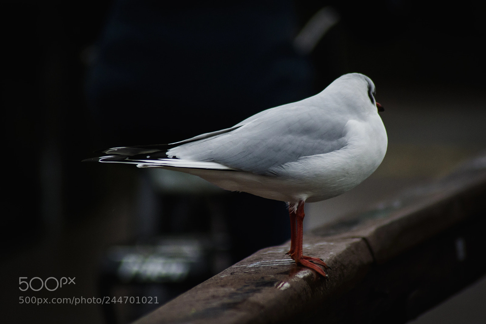 Nikon D3100 sample photo. Seagull photography