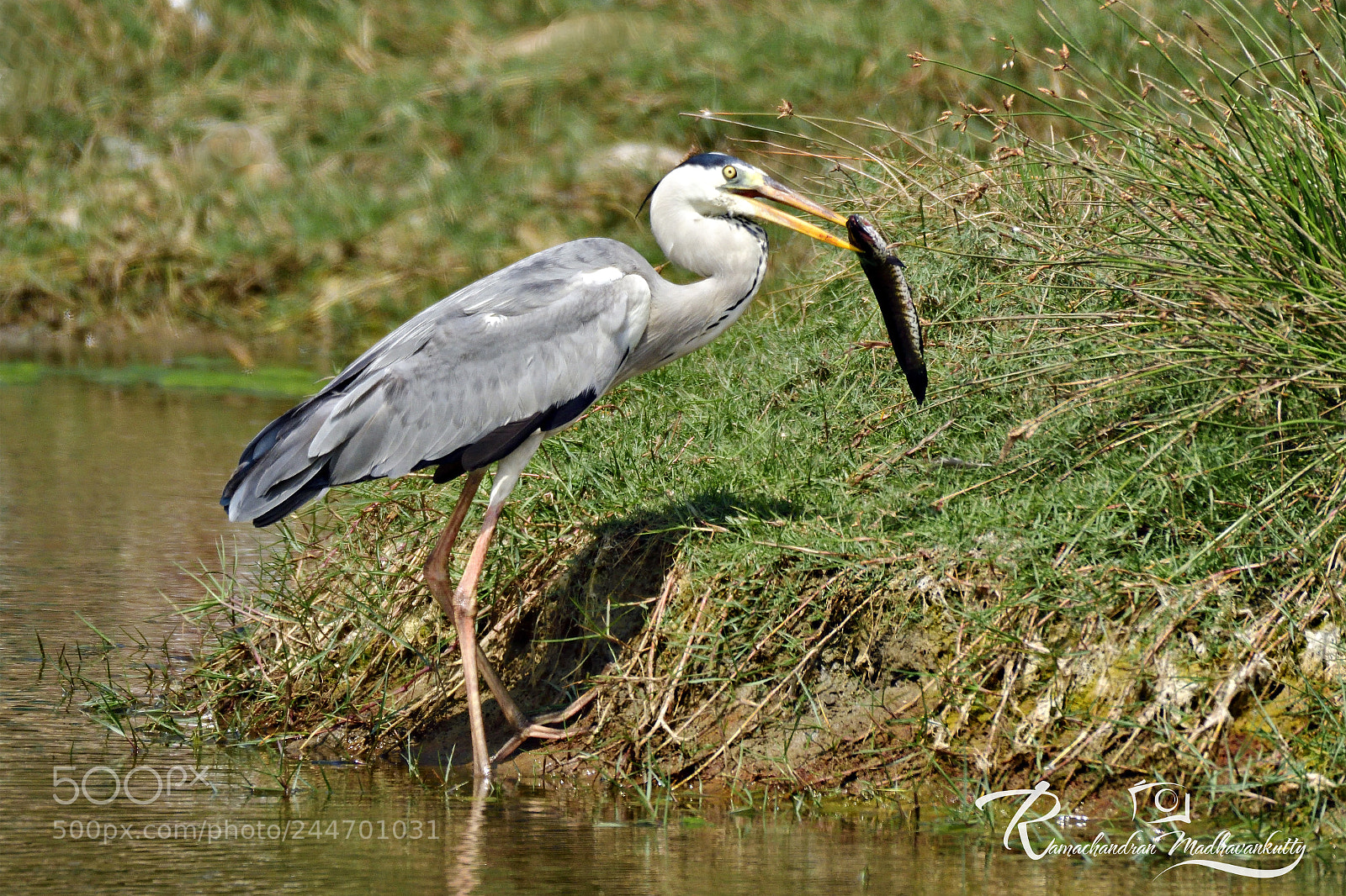 Nikon D500 sample photo. Grey heron - catching photography