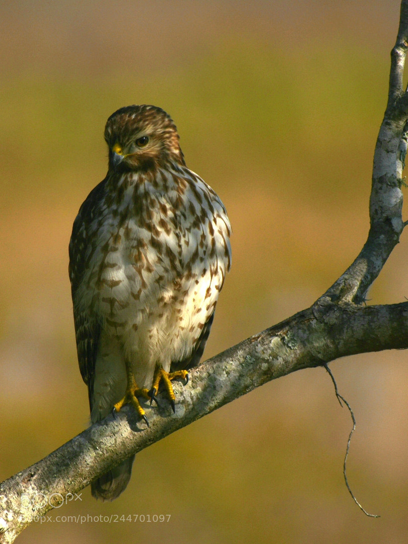 Nikon D7200 sample photo. Red shouldered hawk? photography
