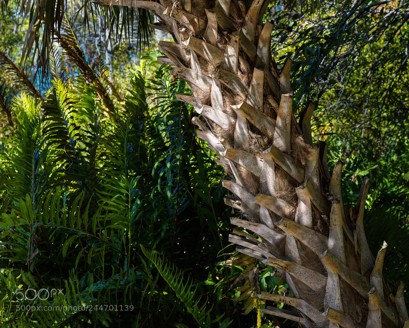 Hasselblad X1D-50c sample photo. Sloping palm photography