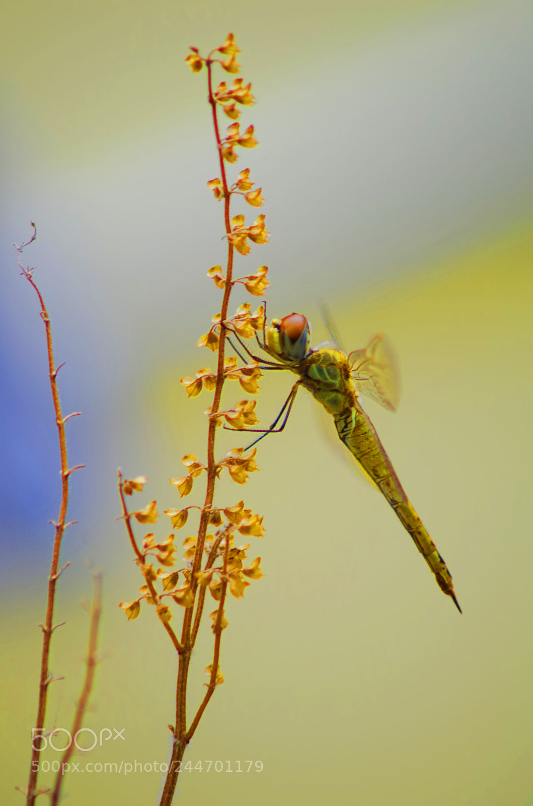 Pentax K-500 sample photo. Glider's rest ! photography