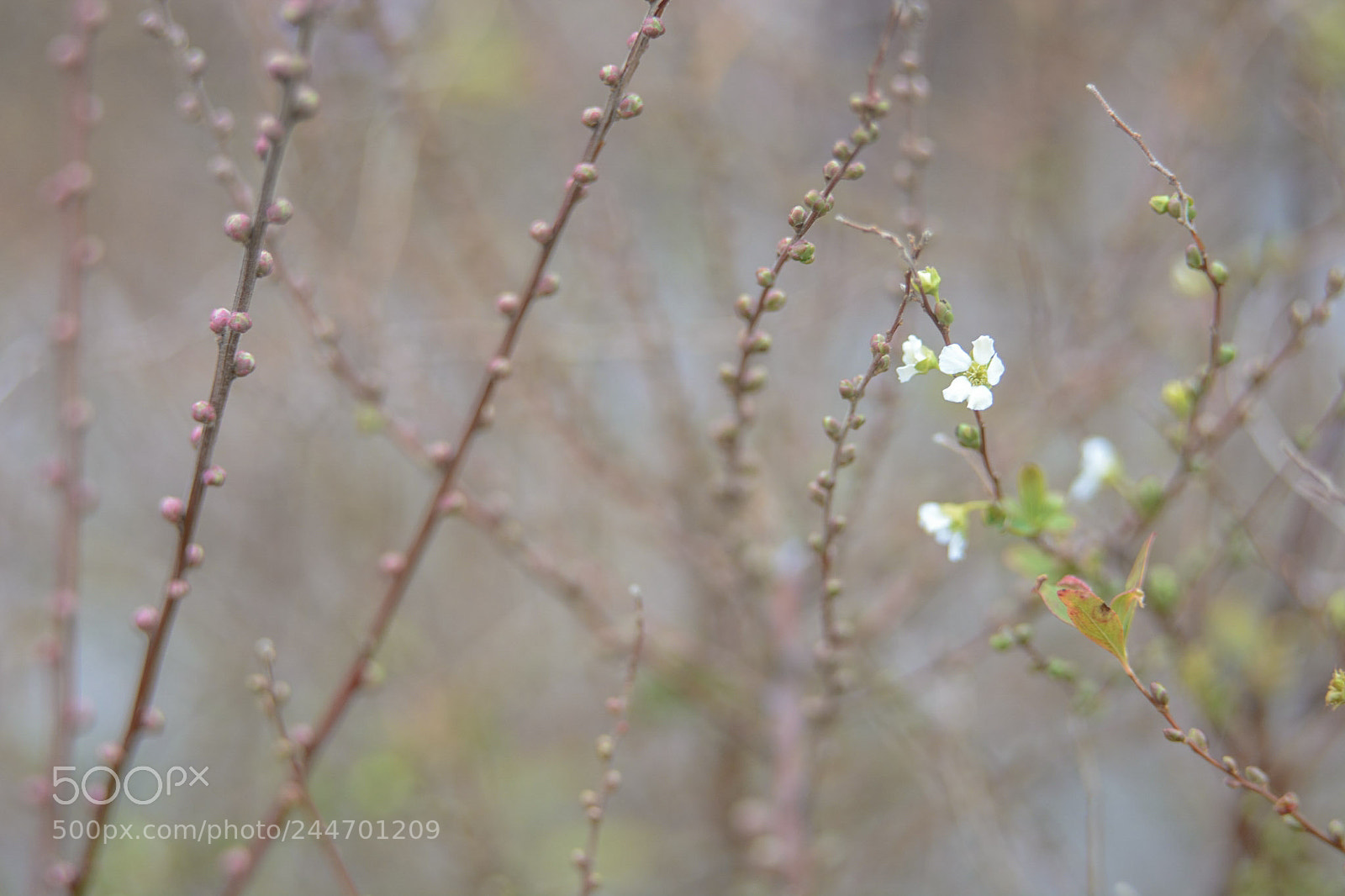 Nikon D7100 sample photo. Waiting for full bloom photography