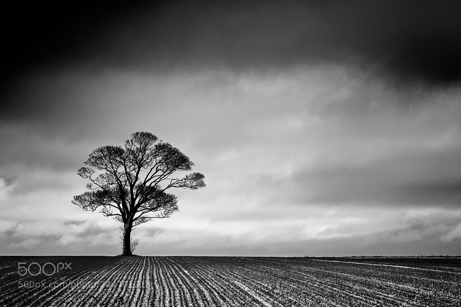 Leica SL (Typ 601) sample photo. Winter tree photography