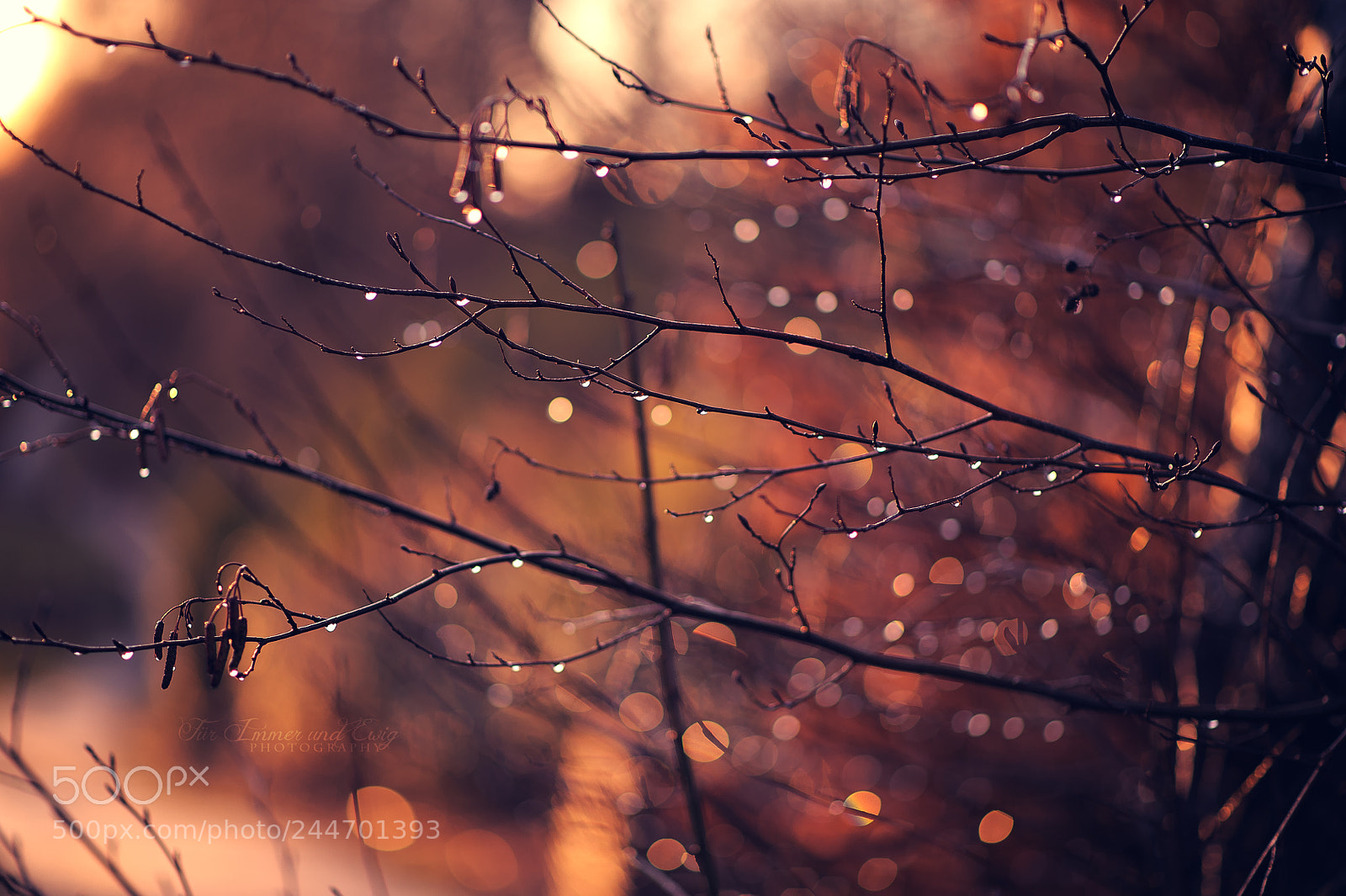 Nikon D700 sample photo. Nature's little treasures ii photography
