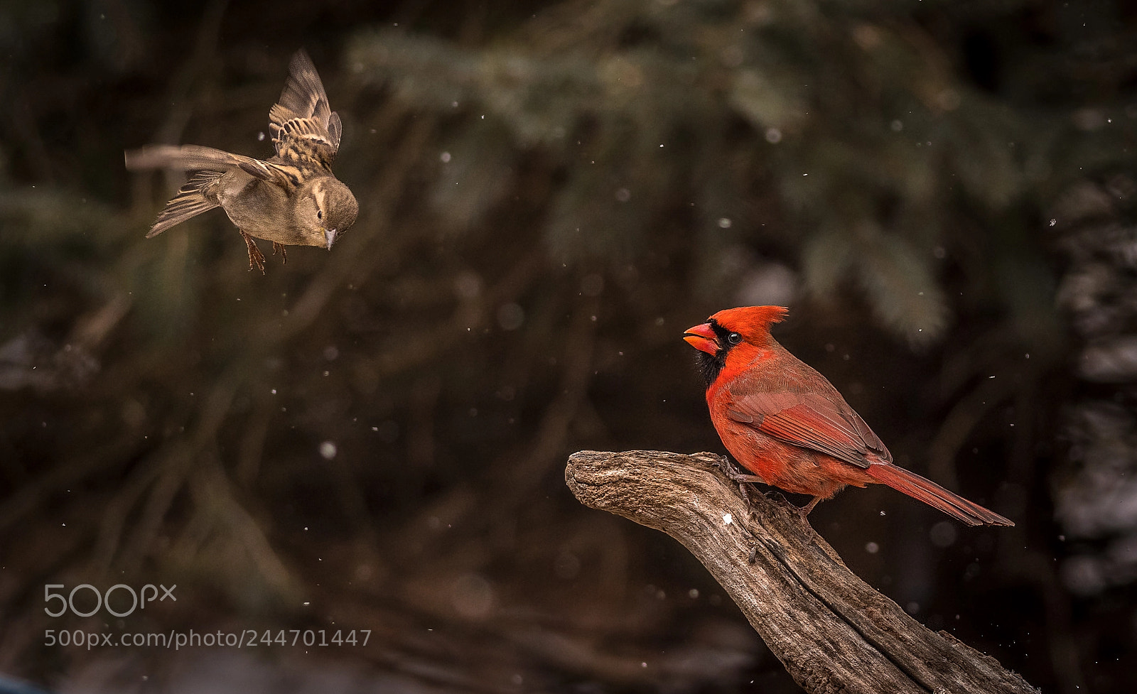 Nikon D500 sample photo. Cardinal and flying sparrow photography