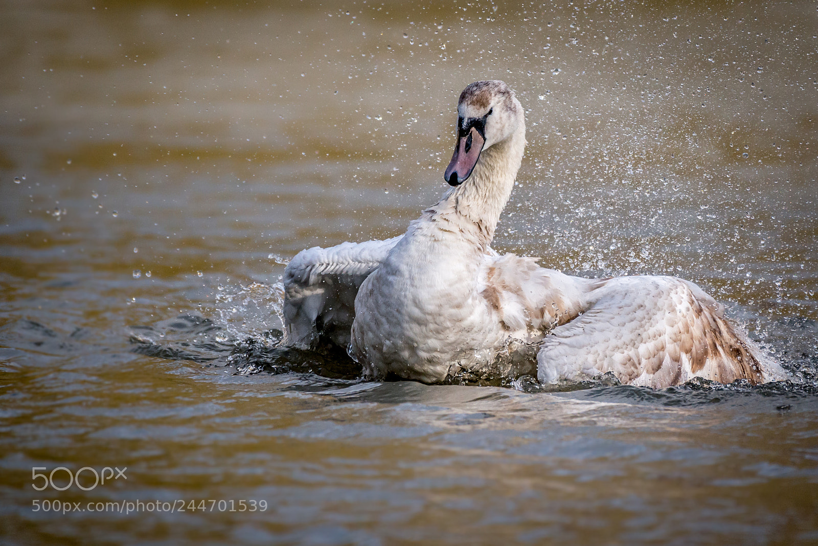 Nikon D800 sample photo. Splashing young cygnet swan photography