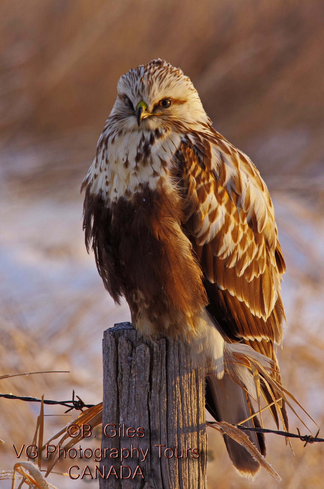 Sigma 150-500mm F5-6.3 DG OS HSM sample photo. First light rough-legged hawk photography