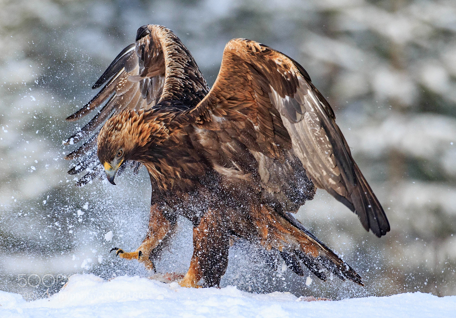 Canon EOS-1D X sample photo. Golden eagle in finland photography