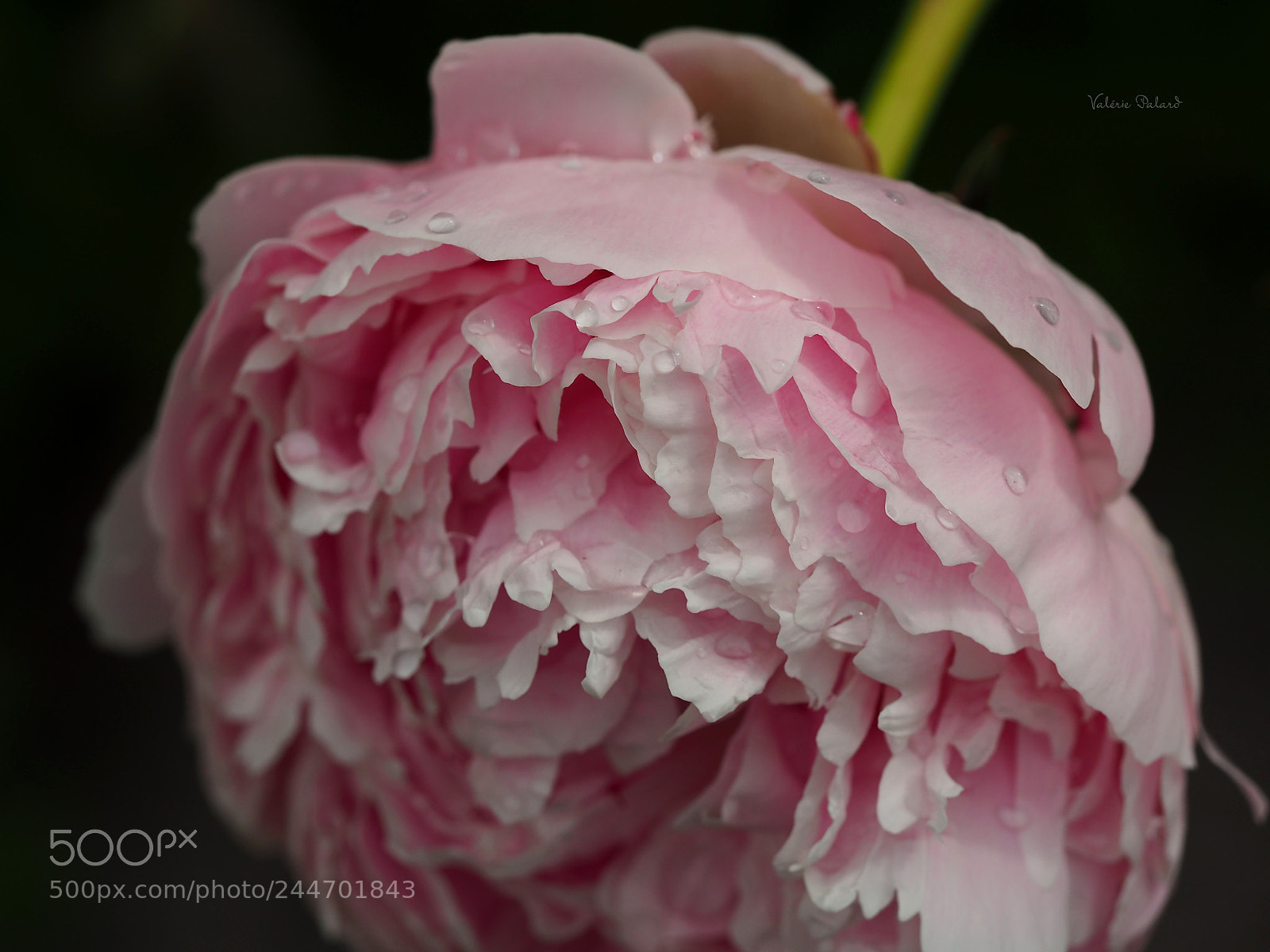 Olympus OM-D E-M5 II sample photo. Pivoine photography