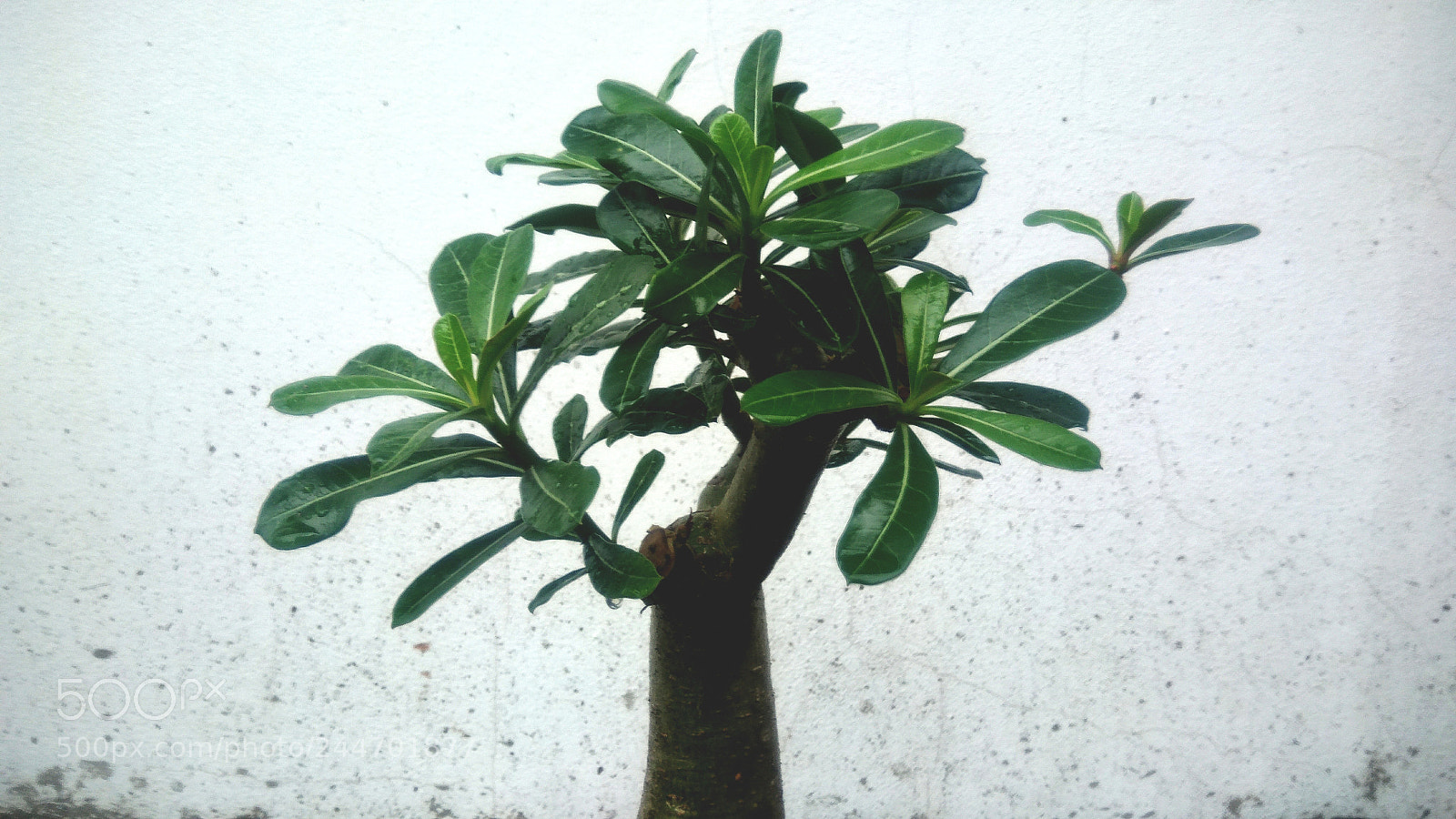 ASUS ZenFone 3 Max (ZC553KL) sample photo. Beautiful ornamental plants photography