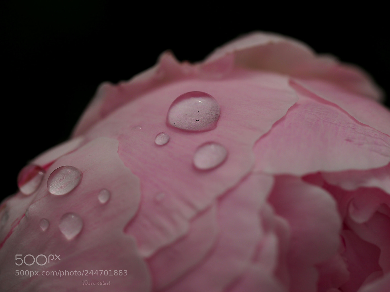 Olympus OM-D E-M5 II sample photo. Pivoine photography