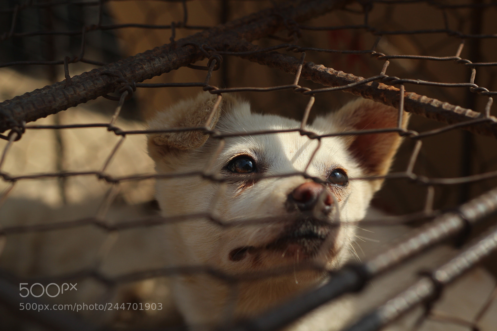 Canon EOS 600D (Rebel EOS T3i / EOS Kiss X5) + Canon EF 50mm F1.8 II sample photo. Those eyes photography