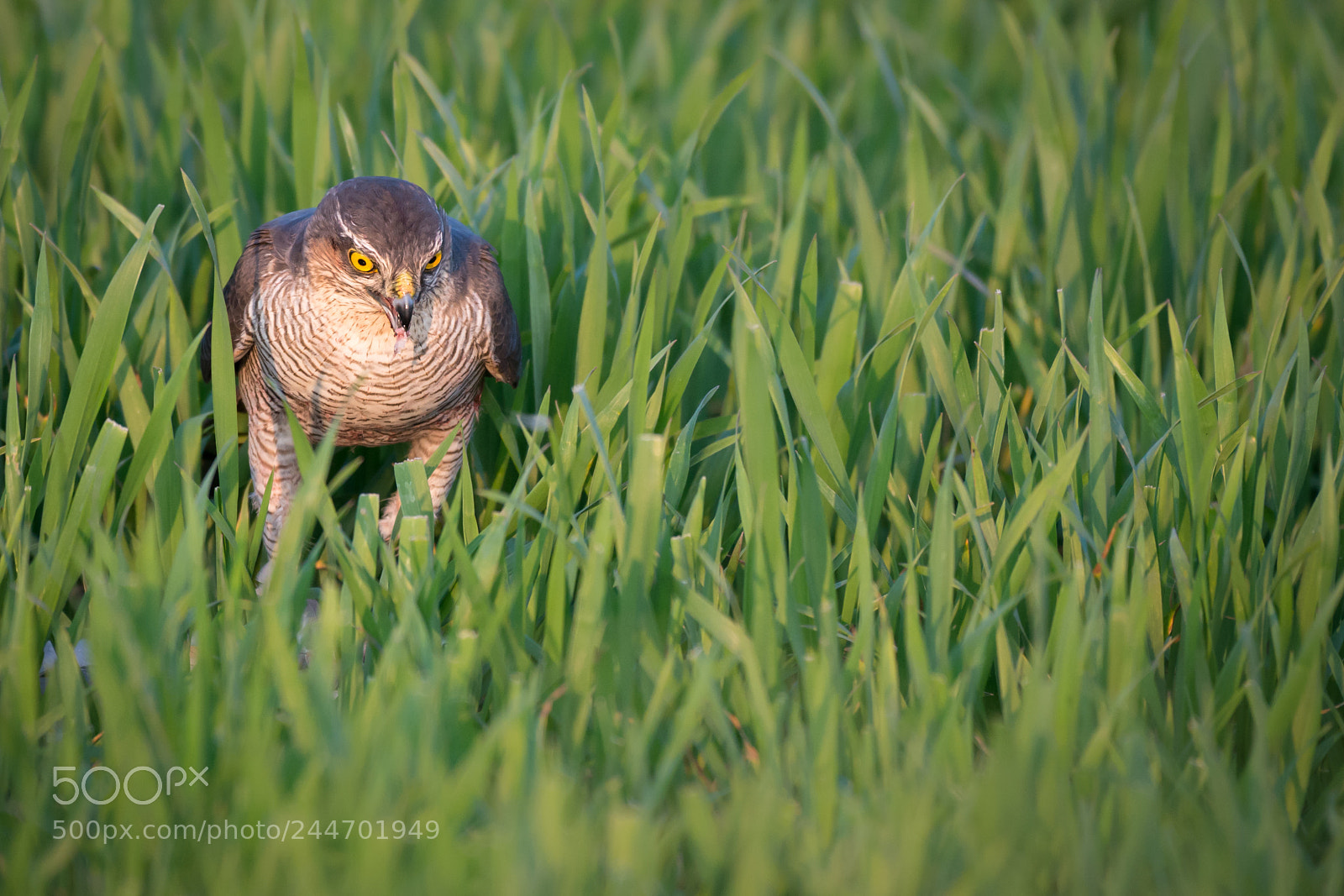 Nikon D800 sample photo. Sparrowhawk photography