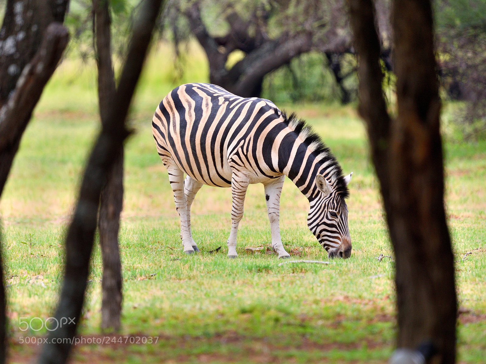 Nikon D800 sample photo. Dinokeng game dr photography