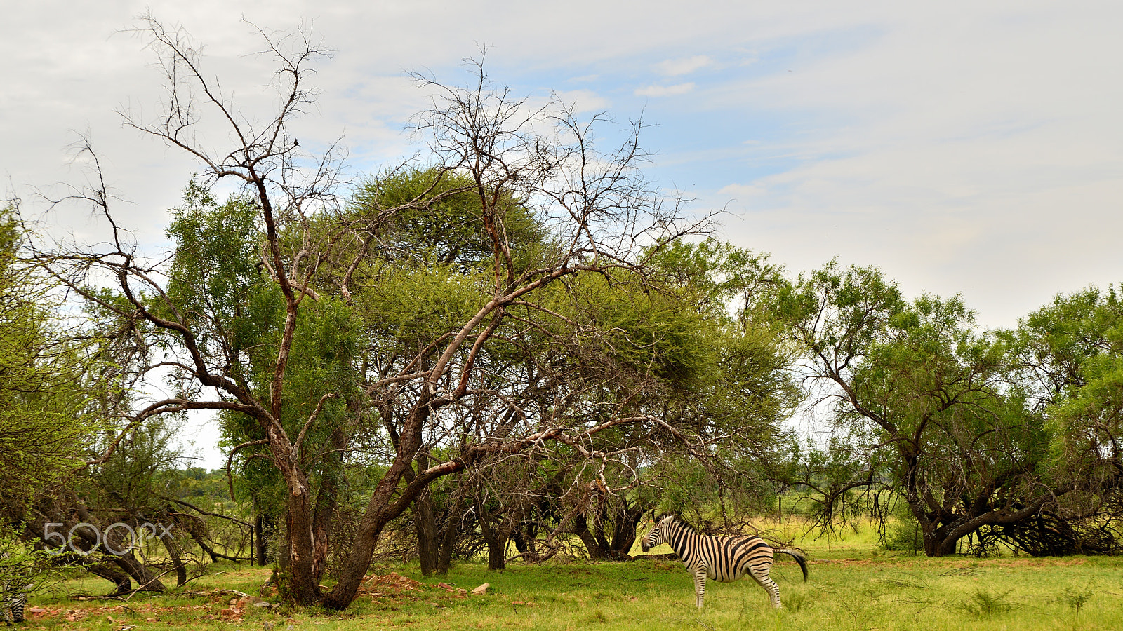 Tamron SP 24-70mm F2.8 Di VC USD sample photo. Dinokeng game dr photography
