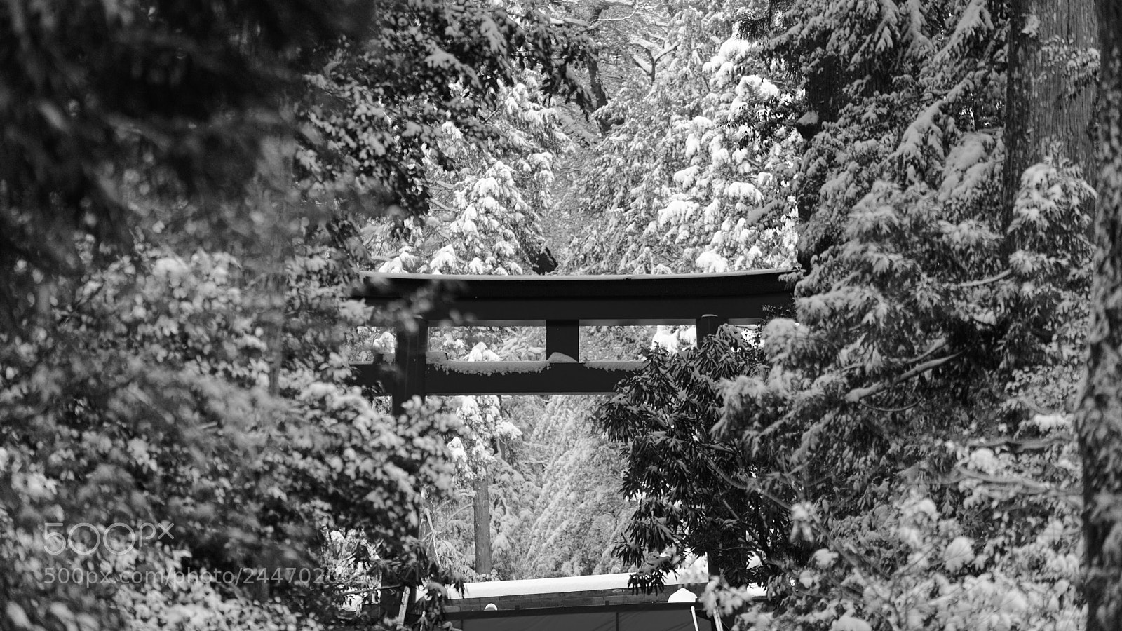 Sony a7R II sample photo. Snow in monochrome photography